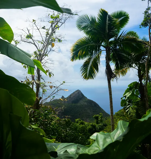 Lush green jungle slopes rising to a mountain peak on Saba