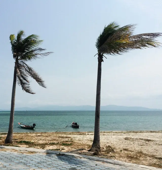 Palm trees bent by strong wind on a beachfront under a hazy sky
